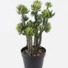 Artificial succulent 35*35*60cm Succulent plants in PP pot GS-51724003 2024Aug YeahFlower is one of Chinese leading OEM manufacturers and exporters , supplying the silk flowers, wholesale artificial trees