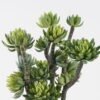Artificial succulent 35*35*60cm Succulent plants in PP pot GS-51724003 2024Aug YeahFlower is one of Chinese leading OEM manufacturers and exporters , supplying the silk flowers, wholesale artificial trees