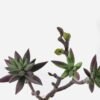 Artificial succulent 17*15*28cm succulent single stem GS-30324004CT-Z2 2024Jul YeahFlower is one of Chinese leading OEM manufacturers and exporters , supplying the silk flowers, wholesale artificial trees