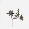 Artificial succulent 17*15*28cm succulent single stem GS-30324004CT-Z2 2024Jul YeahFlower is one of Chinese leading OEM manufacturers and exporters , supplying the silk flowers, wholesale artificial trees