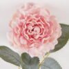 Artificial Flower Chinese Rose single stem GS-68024004-P1_4 Artificial Flower 9*9*41cm Chinese Rose single stem GS-68024004-P1 2024Aug YeahFlower is one of Chinese leading OEM manufacturers and exporters , supplying the silk flowers, wholesale artificial trees