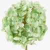 Artificial Flower 10*10*61cm  Hydrangea  single stem GS-536240026-G1 Single Flowers 3,000+ sqm showroom with thousands of artificial flowers, plants & trees ready for global sourcing.