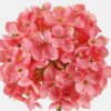 Artificial Flower 10*10*61cm  Hydrangea  single stem GS-536240026-R1 Single Flowers 3,000+ sqm showroom with thousands of artificial flowers, plants & trees ready for global sourcing.