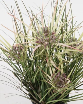 Artificial Grass 25*25*30cm Grass *5 in PP pot GS-61924057 2024SEP YeahFlower is one of Chinese leading OEM manufacturers and exporters , supplying the silk flowers, wholesale artificial trees