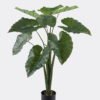 Artificial Tree Alocasia macrorrhiza in pp pot 10 lvs GS-30424049_1 Artificial Tree 67*67*106cm Alocasia macrorrhiza in pp pot/*10 lvs GS-30424049 2024SEP YeahFlower is one of Chinese leading OEM manufacturers and exporters , supplying the silk flowers, wholesale artificial trees