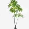 Artificial Tree 75*75*150cm Pachira macrocarpa in PP pot/223 Lvs GS-67724011KD 2024Aug YeahFlower is one of Chinese leading OEM manufacturers and exporters , supplying the silk flowers, wholesale artificial trees