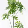 Artificial Tree Pachira macrocarpa in PP pot 283 Lvs GS-67724012KD_6 Artificial Tree 90*90*180cm Pachira macrocarpa in PP pot/283 Lvs GS-67724012KD 2024Aug YeahFlower is one of Chinese leading OEM manufacturers and exporters , supplying the silk flowers, wholesale artificial trees