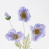 Artificial Flower Corn poppy 4 single stem real touch GS-75324014_3 Artificial Flower 16*16*60cm Corn poppy *4 single stem(real touch) GS-75324014 2024Nov YeahFlower is one of Chinese leading OEM manufacturers and exporters , supplying the silk flowers, wholesale artificial trees