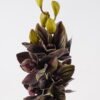 Artificial Flower Cymbidium faberi 11 single stem GS-75324001_2 Artificial Flower 15*15*89cm Cymbidium faberi *11 single stem GS-75324001 2024Nov YeahFlower is one of Chinese leading OEM manufacturers and exporters , supplying the silk flowers, wholesale artificial trees