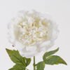 Artificial Flower Peony single stem real touch GS-75324010-W1_4 Artificial Flower 12*12*60cm Peony single stem(real touch) GS-75324010-W1 2024Nov YeahFlower is one of Chinese leading OEM manufacturers and exporters , supplying the silk flowers, wholesale artificial trees