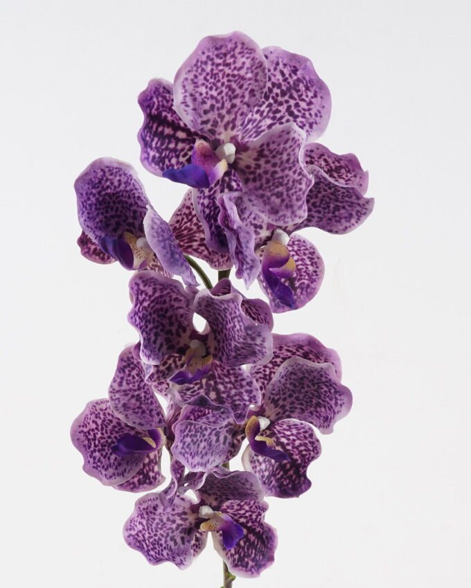 Artificial Flower Phalaenopsis 7 single stem GS-75324012-Z3_3 Artificial Flower 18*18*80cm Phalaenopsis *7 single stem GS-75324012-Z3 2024Nov YeahFlower is one of Chinese leading OEM manufacturers and exporters , supplying the silk flowers, wholesale artificial trees