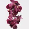 Artificial Flower Phalaenopsis 7 single stem GS-75324012 _2 Artificial Flower 18*18*80cm Phalaenopsis *7 single stem GS-75324012 2024Nov YeahFlower is one of Chinese leading OEM manufacturers and exporters , supplying the silk flowers, wholesale artificial trees