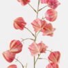 Artificial Flower 25*25*100cm Poha single stem GS-68124001-P2 2024Oct YeahFlower is one of Chinese leading OEM manufacturers and exporters , supplying the silk flowers, wholesale artificial trees