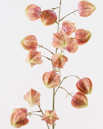 Artificial Flower 25*25*100cm Poha single stem GS-68124001 2024Oct YeahFlower is one of Chinese leading OEM manufacturers and exporters , supplying the silk flowers, wholesale artificial trees Artificial Flower 25*25*100cm Poha single stem GS-68124001 2024Oct YeahFlower is one of Chinese leading OEM manufacturers and exporters , supplying the silk flowers, wholesale artificial trees