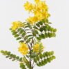 Artificial Flower 25*25*85cm Sophora flower  single stem GS-75824004 Single Flowers 3,000+ sqm showroom with thousands of artificial flowers, plants & trees ready for global sourcing.