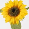 Artificial Flower 22*22*70cm Sunflower single stem(real touch) GS-75324013 2024Nov YeahFlower is one of Chinese leading OEM manufacturers and exporters , supplying the silk flowers, wholesale artificial trees
