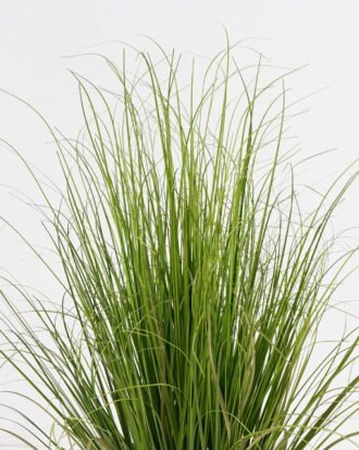 Artificial Grass 60x60x76cm Grass in PP pot GS-29424113 2024Oct YeahFlower is one of Chinese leading OEM manufacturers and exporters , supplying the silk flowers, wholesale artificial trees Artificial Grass 60x60x76cm Grass in PP pot GS-29424113 2024Oct YeahFlower is one of Chinese leading OEM manufacturers and exporters , supplying the silk flowers, wholesale artificial trees