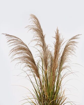 Artificial Grass 65*65*120cm natural  Bulrush *5 in PP pot GS-76124002 2024Nov YeahFlower is one of Chinese leading OEM manufacturers and exporters , supplying the silk flowers, wholesale artificial trees