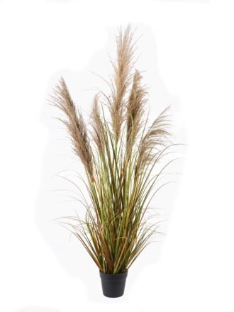 Artificial Grass 29*29*100cm Phragmites *15 single stem GS-75624003-H1 2024Nov YeahFlower is one of Chinese leading OEM manufacturers and exporters , supplying the silk flowers, wholesale artificial trees