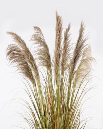 Artificial Grass 85*85*170cm natural  Bulrush *7 in PP pot GS-76124004 2024Nov YeahFlower is one of Chinese leading OEM manufacturers and exporters , supplying the silk flowers, wholesale artificial trees