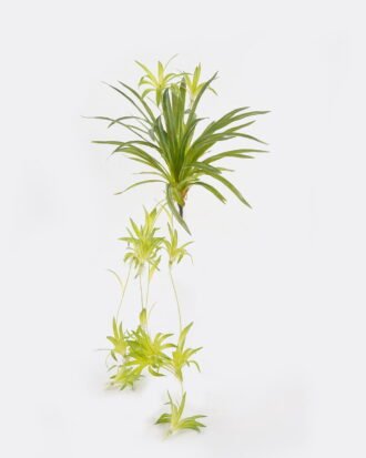 Artificial Plant 36*36*90cm Chlorophytum *6 bush GS-75224001 2024Oct YeahFlower is one of Chinese leading OEM manufacturers and exporters , supplying the silk flowers, wholesale artificial trees