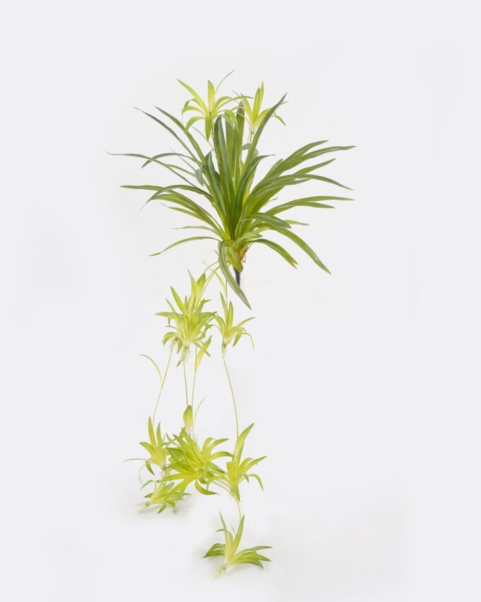 Artificial Plant 36*36*90cm Chlorophytum *6 bush GS-75224001 2024Oct YeahFlower is one of Chinese leading OEM manufacturers and exporters , supplying the silk flowers, wholesale artificial trees