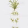 Artificial Plant 36*36*90cm Chlorophytum *6 bush GS-75224001 2024Oct YeahFlower is one of Chinese leading OEM manufacturers and exporters , supplying the silk flowers, wholesale artificial trees