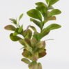 Artificial Plant 30*30*74cm Peperomia *3 single stem GS-70524005 2024Oct YeahFlower is one of Chinese leading OEM manufacturers and exporters , supplying the silk flowers, wholesale artificial trees