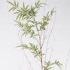 Artificial Plant Phyllostachys parvifolia single stem 351 lvs GS-30424063_5 Artificial Plant 40*40*200cm Phyllostachys parvifolia single stem/351 lvs GS-30424063 2024Oct YeahFlower is one of Chinese leading OEM manufacturers and exporters , supplying the silk flowers, wholesale artificial trees