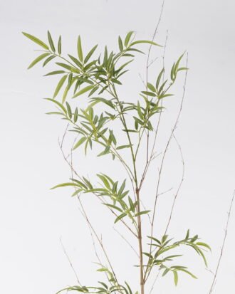 Artificial Plant 40*40*200cm Phyllostachys parvifolia single stem/351 lvs GS-30424063 2024Oct YeahFlower is one of Chinese leading OEM manufacturers and exporters , supplying the silk flowers, wholesale artificial trees Artificial Plant 40*40*200cm Phyllostachys parvifolia single stem/351 lvs GS-30424063 2024Oct YeahFlower is one of Chinese leading OEM manufacturers and exporters , supplying the silk flowers, wholesale artificial trees