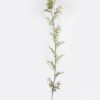 Artificial Plant 40*40*250cm Phyllostachys parvifolia single stem/432 lvs GS-30424064 Leaves&Sprays&Foliages 3,000+ sqm showroom with thousands of artificial flowers, plants & trees ready for global sourcing.