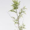 Artificial Plant 40*40*250cm Phyllostachys parvifolia single stem/432 lvs GS-30424064 Leaves&Sprays&Foliages 3,000+ sqm showroom with thousands of artificial flowers, plants & trees ready for global sourcing.