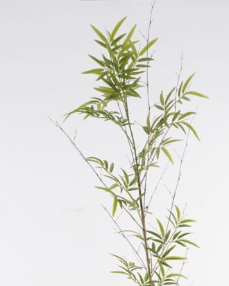 Artificial Plant 40*40*250cm Phyllostachys parvifolia single stem/432 lvs GS-30424064 2024Oct YeahFlower is one of Chinese leading OEM manufacturers and exporters , supplying the silk flowers, wholesale artificial trees Artificial Plant 40*40*250cm Phyllostachys parvifolia single stem/432 lvs GS-30424064 2024Oct YeahFlower is one of Chinese leading OEM manufacturers and exporters , supplying the silk flowers, wholesale artificial trees