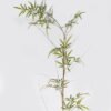 Artificial Plant 40*40*300cm Phyllostachys parvifolia single stem/459 lvs GS-30424065 2024Oct YeahFlower is one of Chinese leading OEM manufacturers and exporters , supplying the silk flowers, wholesale artificial trees