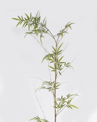 Artificial Plant 40*40*300cm Phyllostachys parvifolia single stem/459 lvs GS-30424065 2024Oct YeahFlower is one of Chinese leading OEM manufacturers and exporters , supplying the silk flowers, wholesale artificial trees Artificial Plant 40*40*300cm Phyllostachys parvifolia single stem/459 lvs GS-30424065 2024Oct YeahFlower is one of Chinese leading OEM manufacturers and exporters , supplying the silk flowers, wholesale artificial trees