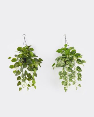 Artificial Plant 50*50*90cm Scindapsus in pp pot GS-29824057 2024Oct YeahFlower is one of Chinese leading OEM manufacturers and exporters , supplying the silk flowers, wholesale artificial trees Artificial Plant 50*50*90cm Scindapsus in pp pot GS-29824057 2024Oct YeahFlower is one of Chinese leading OEM manufacturers and exporters , supplying the silk flowers, wholesale artificial trees