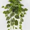 Artificial Plant 50*50*90cm Scindapsus in  pp pot GS-29824057 2024Oct YeahFlower is one of Chinese leading OEM manufacturers and exporters , supplying the silk flowers, wholesale artificial trees