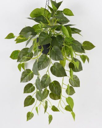 Artificial Plant 50*50*90cm Scindapsus in pp pot GS-29824057 2024Oct YeahFlower is one of Chinese leading OEM manufacturers and exporters , supplying the silk flowers, wholesale artificial trees Artificial Plant 50*50*90cm Scindapsus in pp pot GS-29824057 2024Oct YeahFlower is one of Chinese leading OEM manufacturers and exporters , supplying the silk flowers, wholesale artificial trees