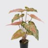 Artificial Table Plants 53*40*55cm Alocasia in PP pot/9 lvs GS-14524009 2024Oct YeahFlower is one of Chinese leading OEM manufacturers and exporters , supplying the silk flowers, wholesale artificial trees