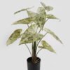 Artificial Table Plants 62*62*74cm Alocasia in PP pot/9 lvs GS-14524010 2024Oct YeahFlower is one of Chinese leading OEM manufacturers and exporters , supplying the silk flowers, wholesale artificial trees
