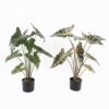 Artificial Table Plants Alocasia in PP pot 9 lvs GS-14524011_3 Artificial Table Plants 52*52*76cm Alocasia in PP pot/9 lvs GS-14524011 2024Oct YeahFlower is one of Chinese leading OEM manufacturers and exporters , supplying the silk flowers, wholesale artificial trees