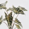 Artificial Table Plants Alocasia in PP pot 9 lvs GS-14524011_4 Artificial Table Plants 52*52*76cm Alocasia in PP pot/9 lvs GS-14524011 2024Oct YeahFlower is one of Chinese leading OEM manufacturers and exporters , supplying the silk flowers, wholesale artificial trees