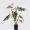 Artificial Table Plants Alocasia in PP pot 9 lvs GS-14524011_5 Artificial Table Plants 52*52*76cm Alocasia in PP pot/9 lvs GS-14524011 2024Oct YeahFlower is one of Chinese leading OEM manufacturers and exporters , supplying the silk flowers, wholesale artificial trees