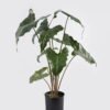 Artificial Table Plants Alocasia in PP pot 9 lvs GS-14524011_6 Artificial Table Plants 52*52*76cm Alocasia in PP pot/9 lvs GS-14524011 2024Oct YeahFlower is one of Chinese leading OEM manufacturers and exporters , supplying the silk flowers, wholesale artificial trees