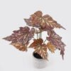Artificial Table Plants 30*30*74cm Begonia single stem GS-14524024 2024Oct YeahFlower is one of Chinese leading OEM manufacturers and exporters , supplying the silk flowers, wholesale artificial trees