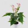 Artificial Table Plants Callalily 3 in melamine pot 18 lvs GS-04523007-P1_1 Artificial Table Plants 27*27*41cm Callalily *3 in melamine pot/18 lvs GS-04523007-P1 2024Oct YeahFlower is one of Chinese leading OEM manufacturers and exporters , supplying the silk flowers, wholesale artificial trees