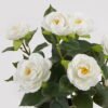 Artificial Table Plants 30*24*43cm Camellia bush *8 in PP pot/48 Lvs GS-59524036 2024Oct YeahFlower is one of Chinese leading OEM manufacturers and exporters , supplying the silk flowers, wholesale artificial trees