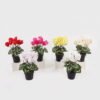 Artificial Table Plants 17*17*26cm Cyclamen persicum in PP pot GS-73324046 Potted Flowers&Plants 3,000+ sqm showroom with thousands of artificial flowers, plants & trees ready for global sourcing.