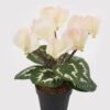 Artificial Table Plants 17*17*26cm Cyclamen persicum in PP pot GS-73324046 Potted Flowers&Plants 3,000+ sqm showroom with thousands of artificial flowers, plants & trees ready for global sourcing.