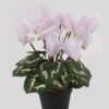 Artificial Table Plants 17*17*26cm Cyclamen persicum in PP pot GS-73324046 Potted Flowers&Plants 3,000+ sqm showroom with thousands of artificial flowers, plants & trees ready for global sourcing.